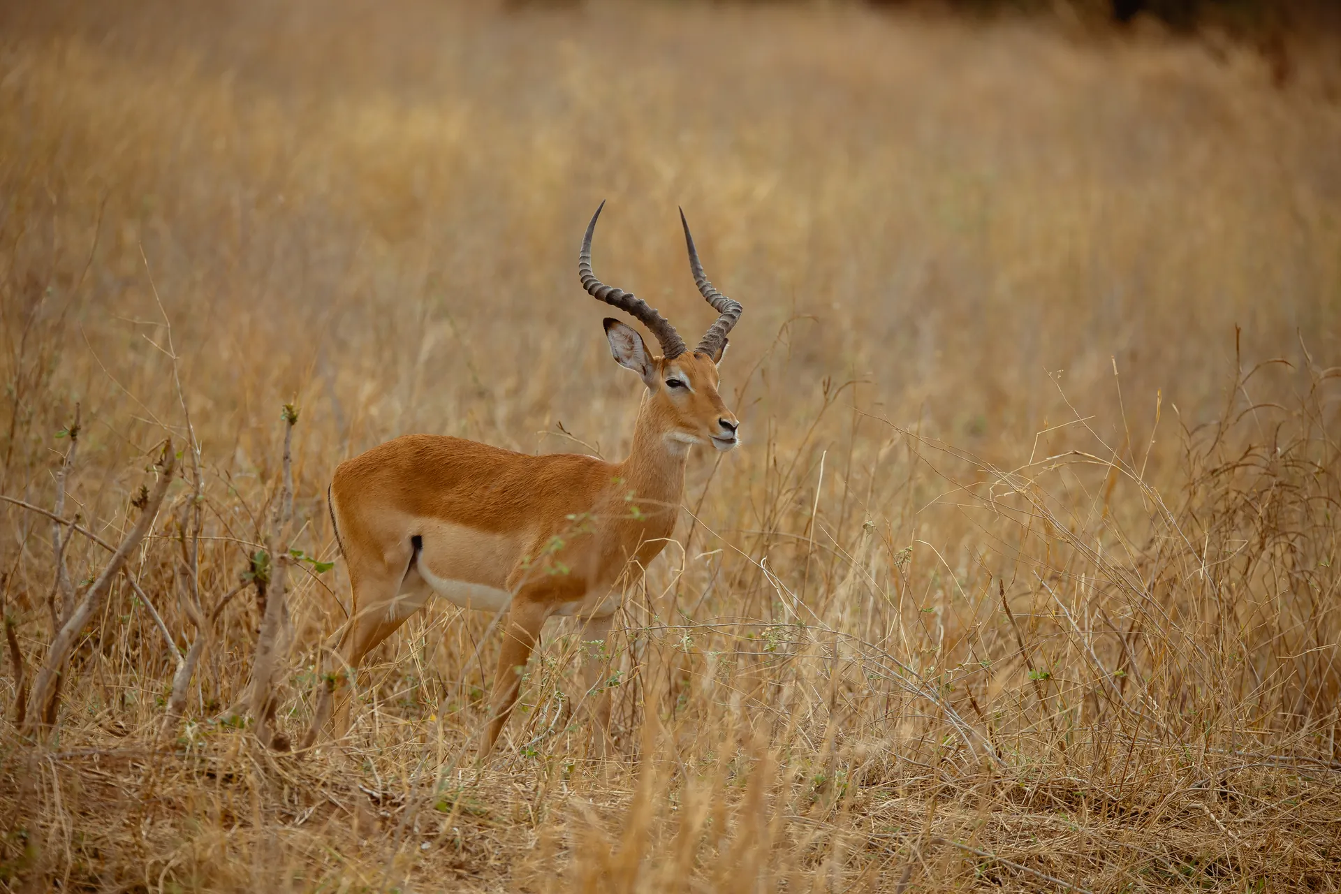 Moshi - Tarangire National Park experience
